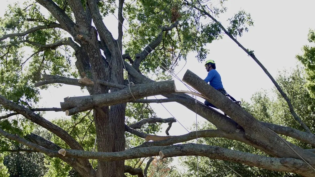 Professional Crown Thinning performed by certified arborists in Hadley